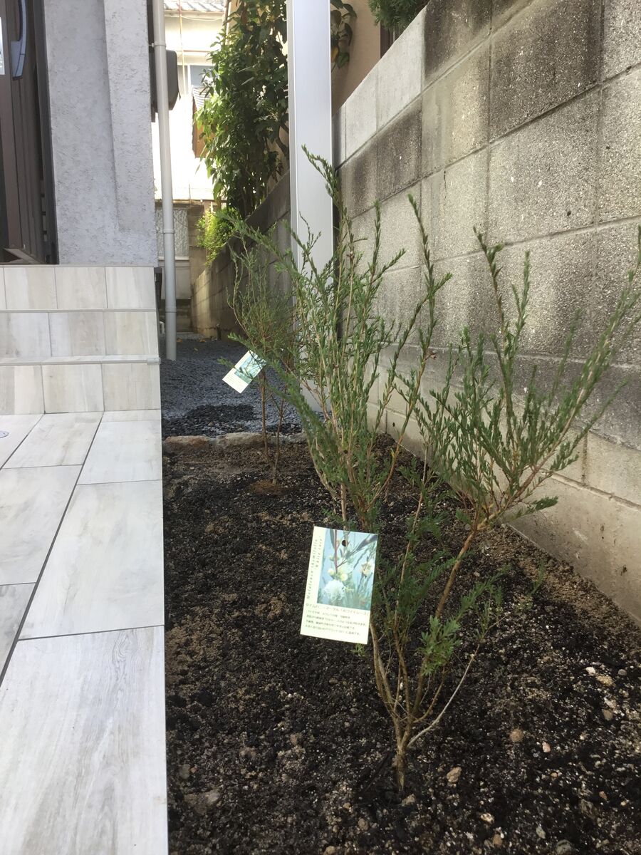 メラレウカ植えてきました 快適な暮らし応援隊 メラレウカ植えてきました 快適な暮らし応援隊