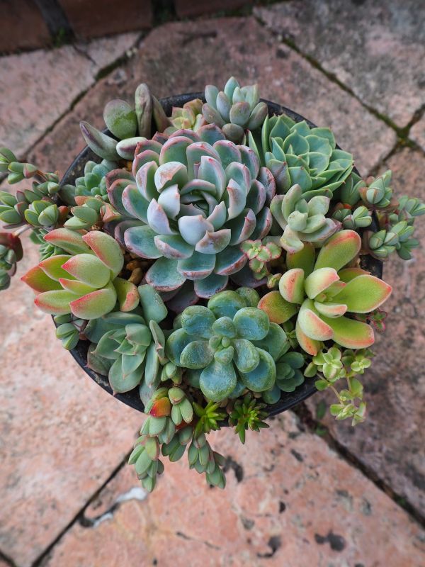 すみれ牡丹の寄せ植え new ロココのやさしい時間 すみれ牡丹の寄せ植え new ロココのやさしい時間