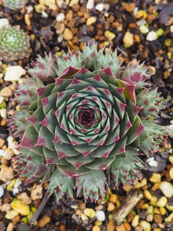 センペルビウム　ミントマーブル 日本花キ流通 多肉植物 shセンペルビウム ミントマーブル 7.5cmポット