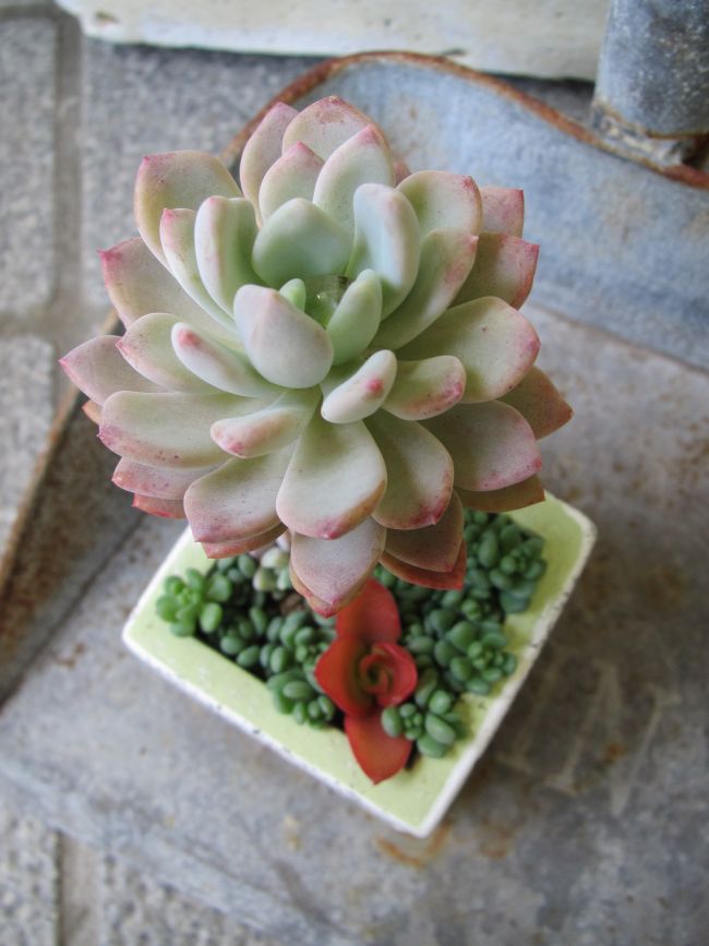 セリアのセメント鉢の寄せ植え・・・めちゃ良いね～♪ : ロココの