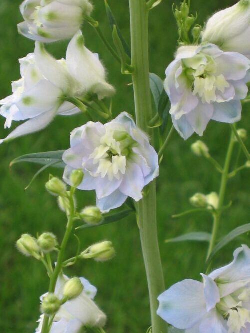 宿根草 ロココのやさしい時間