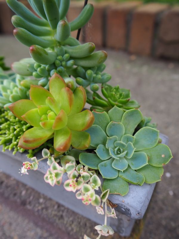 アヒルの子が白鳥になった瞬間 養老 エケベリア ロココのやさしい時間