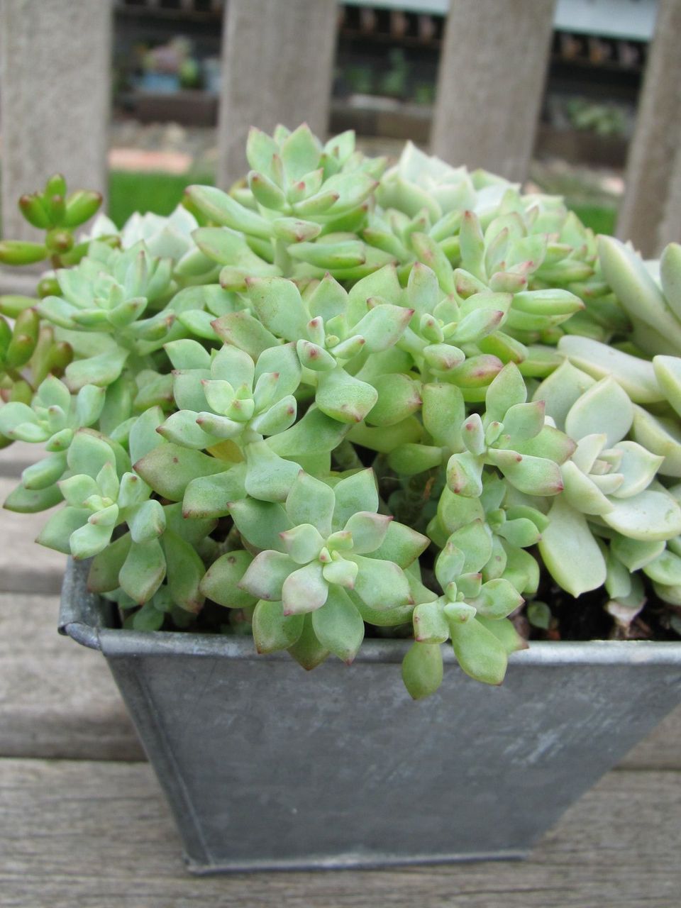 リトルビューティーの寄せ植え ロココのやさしい時間