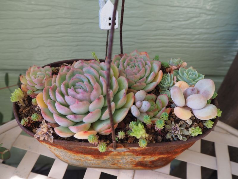 花月夜の寄せ植え 仕立て直し ロココのやさしい時間
