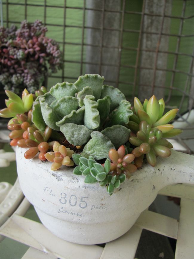 楊貴妃の扇 ようきひのおうぎ の寄せ植え ロココのやさしい時間