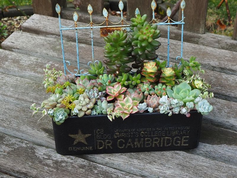 〆 白雪① mi（寄せ植えアイコン）さん専用 白雪ミセバヤの寄せ植え・・・NEW : ロココのやさしい時間