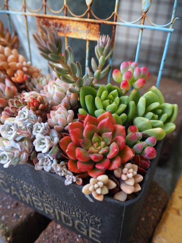 白雪ミセバヤの寄せ植え・・・可愛い色♪ : ロココのやさしい時間