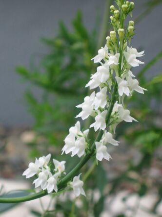 宿根リナリア 良く咲いてくれました ロココのやさしい時間