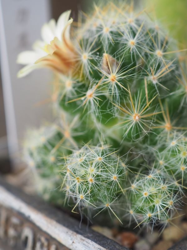 初めてのサボテンの花 松霞 ロココのやさしい時間