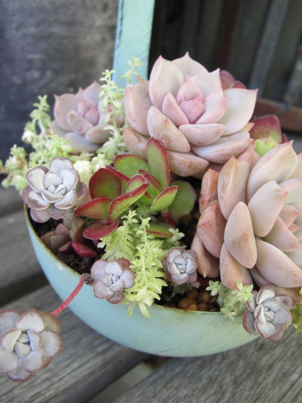 多肉植物 白牡丹の寄せ植え シンプルな王道ロゼット「白牡丹」を育てる