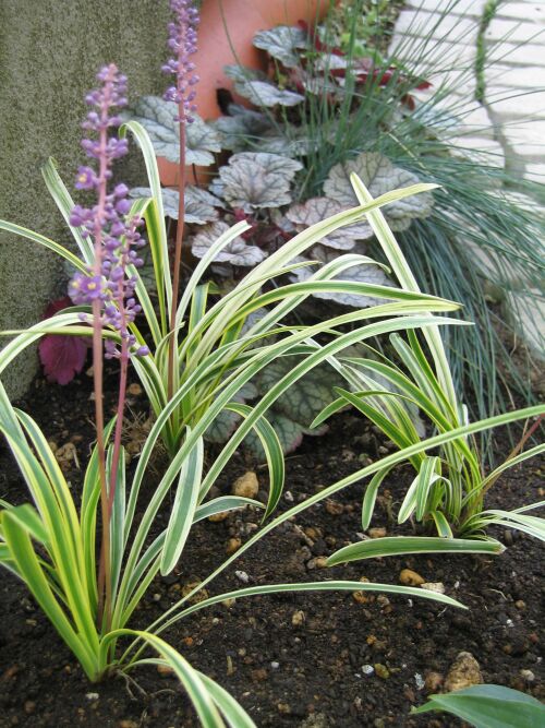 ヤブラン リリオペ ロココのやさしい時間