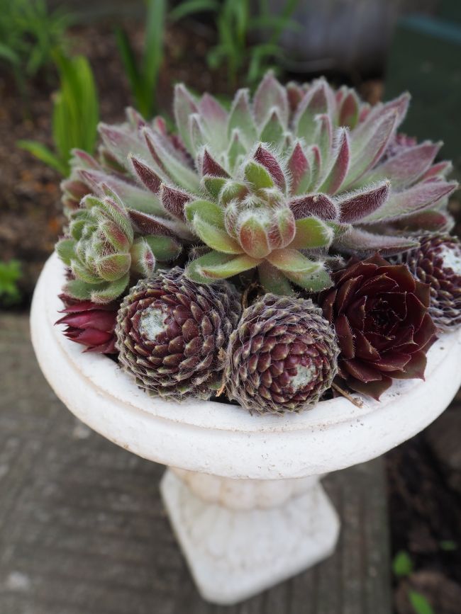 センペルの寄せ植え ロココのやさしい時間 センペルの寄せ植え ロココのやさしい時間