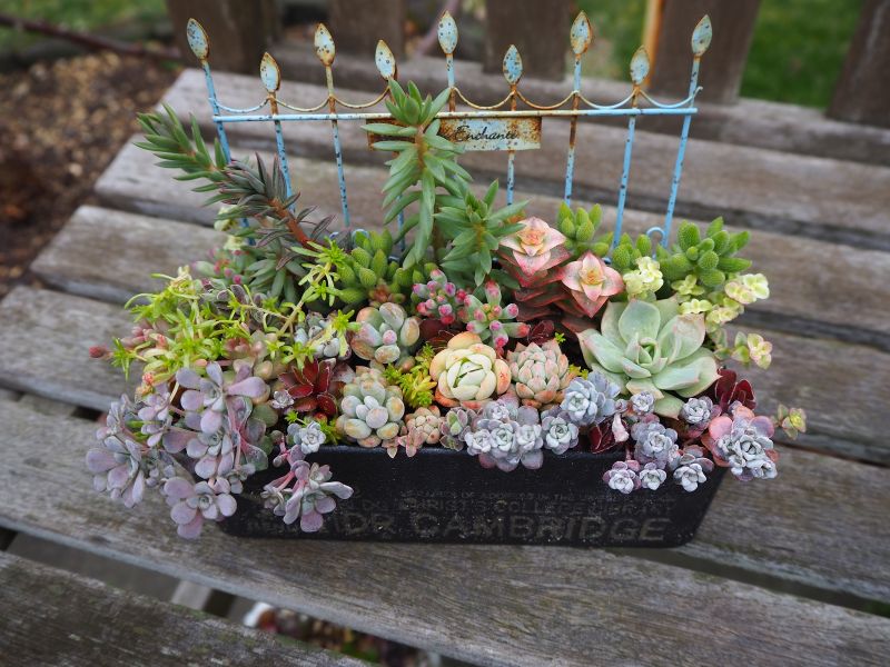 白雪ミセバヤの寄せ植え・・・4月の様子 : ロココのやさしい時間