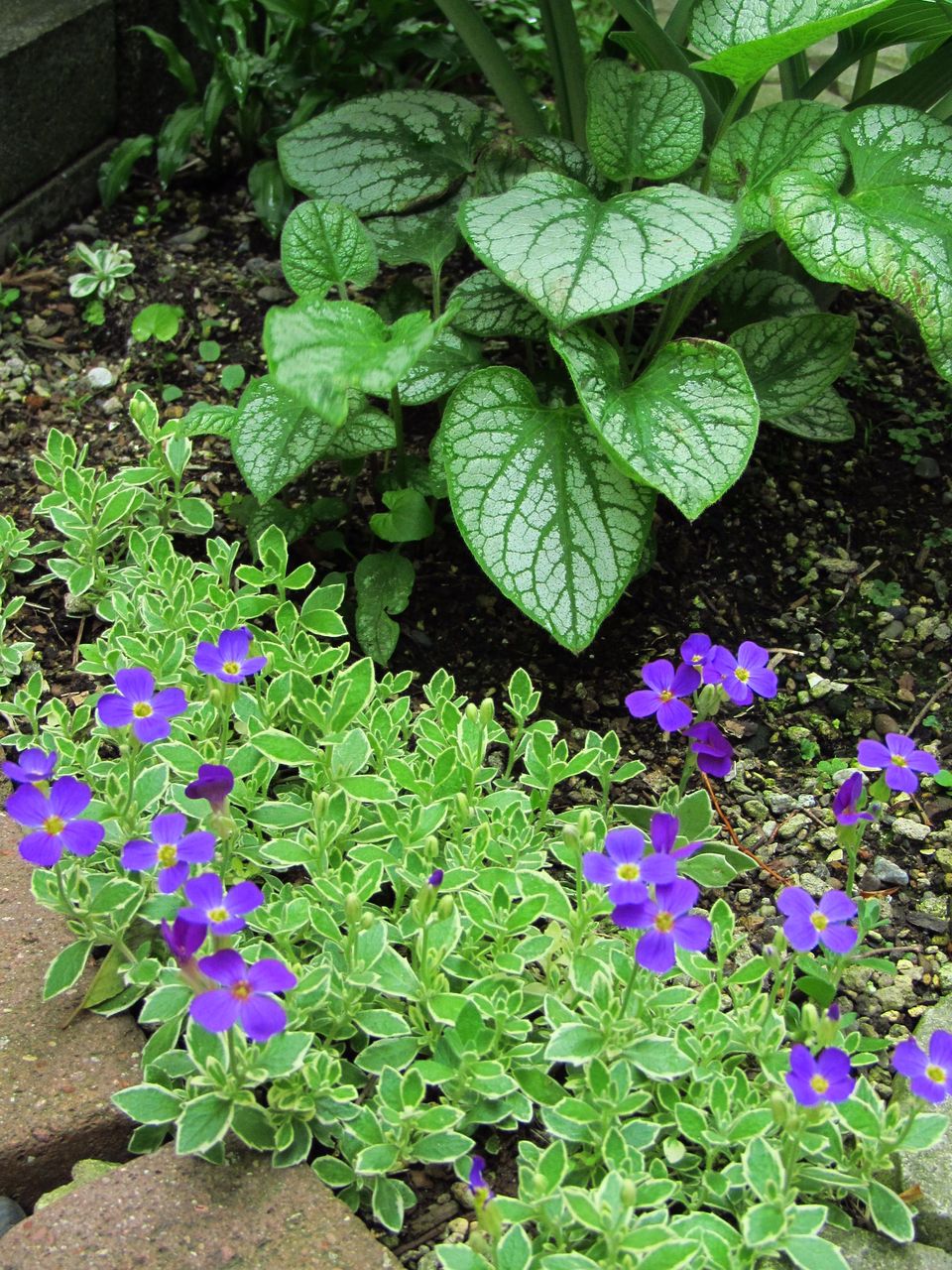 オーブリエチア バリエガータ ラピス : ロココのやさしい時間