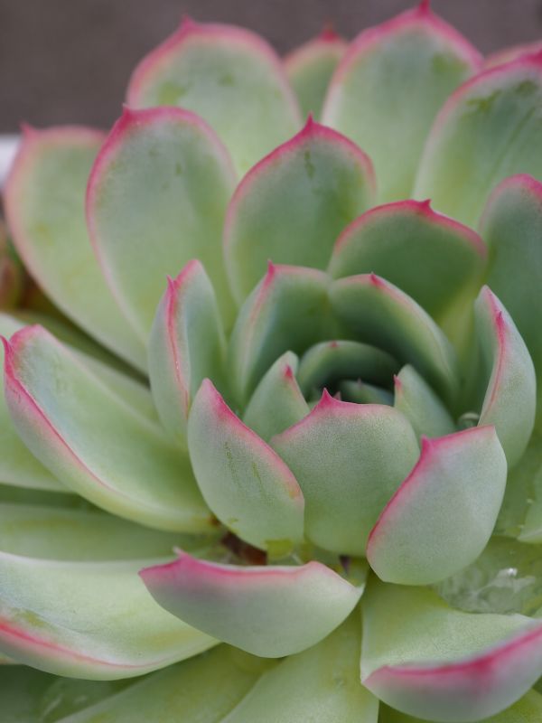 花月夜の寄せ植え 2年間の記録 ロココのやさしい時間 花月夜の寄せ植え 2年間の記録 ロココのやさしい時間