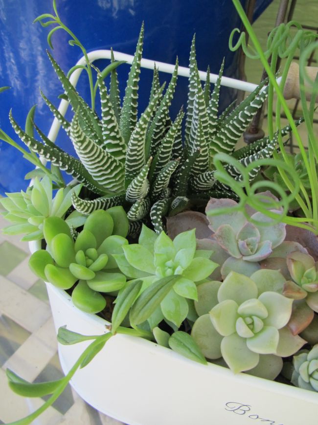 今年初！新作寄せ植え・・・十二の巻 : ロココのやさしい時間