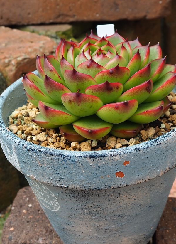 ファイヤーピラー＆ムーンストーン・・・ラブラブな子 : ロココの