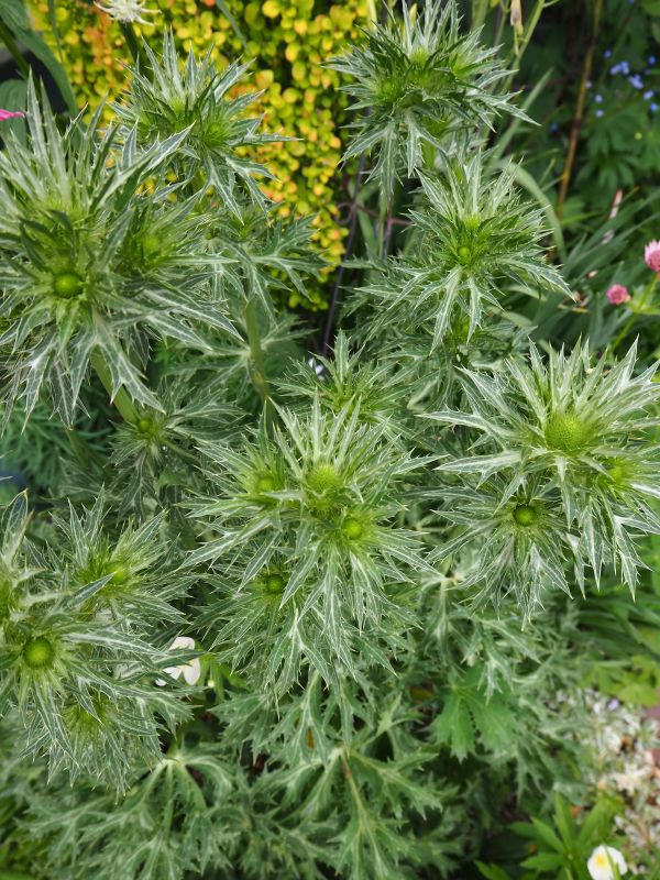 憧れの花エリンジウム ビックブルー ロココのやさしい時間