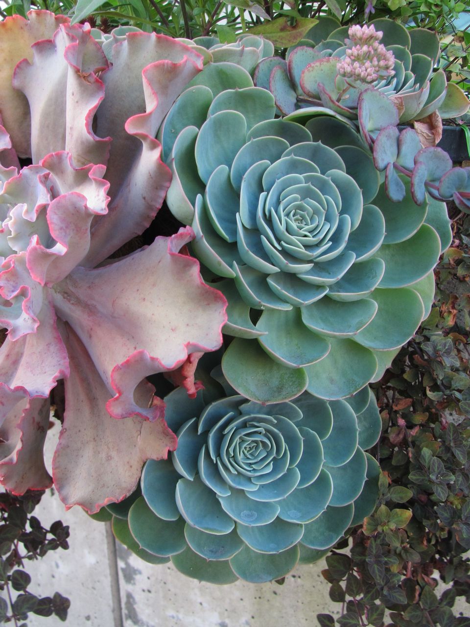 高砂の翁の紅葉 ロココのやさしい時間