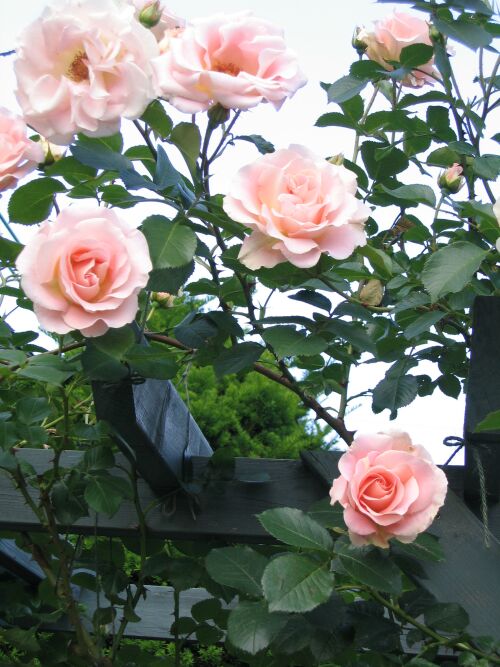 ロココ 薔薇 ロココのやさしい時間 ロココ 薔薇 ロココのやさしい時間