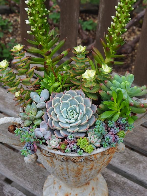 ピンクザラゴーサの寄せ植え 11月の様子 ロココのやさしい時間 ピンクザラゴーサの寄せ植え 11月の様子 ロココのやさしい時間