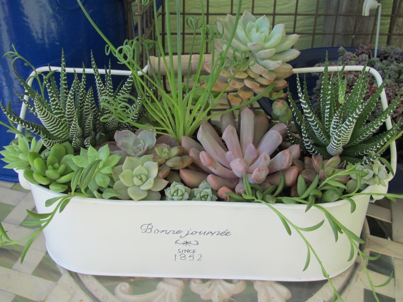 多肉植物十二の巻寄せ植え