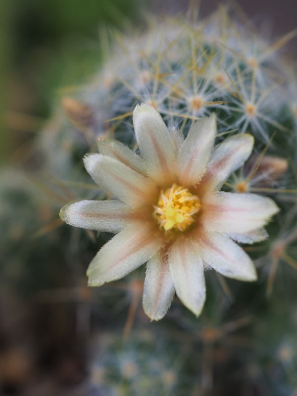 初めてのサボテンの花 松霞 ロココのやさしい時間 初めてのサボテンの花 松霞 ロココのやさしい時間