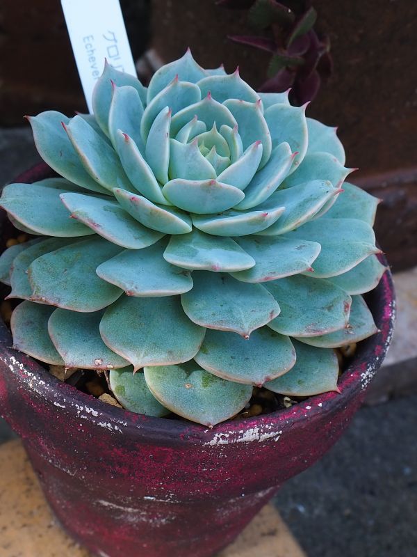青色エケベリア ロゼット型 多肉植物 ロゼット型 緑青色 エケべリア