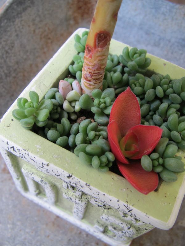 セリアのセメント鉢の寄せ植え・・・めちゃ良いね～♪ : ロココの