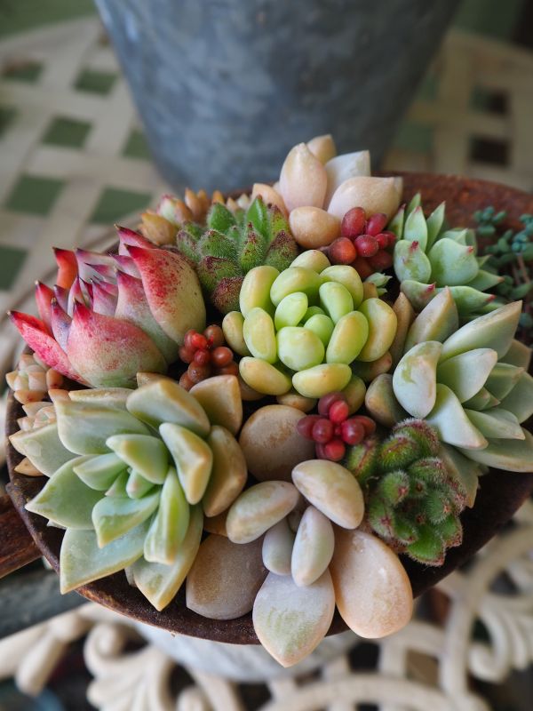 チワワエンシスの寄せ植え・・・NEW : ロココのやさしい時間