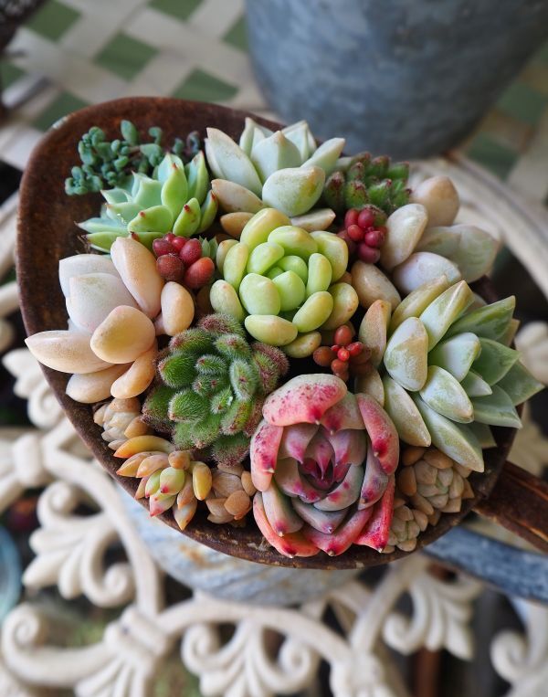 チワワエンシスの寄せ植え・・・NEW : ロココのやさしい時間