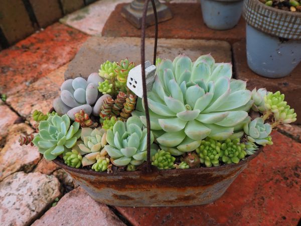 花月夜の寄せ植え 2年間の記録 ロココのやさしい時間 花月夜の寄せ植え 2年間の記録 ロココのやさしい時間