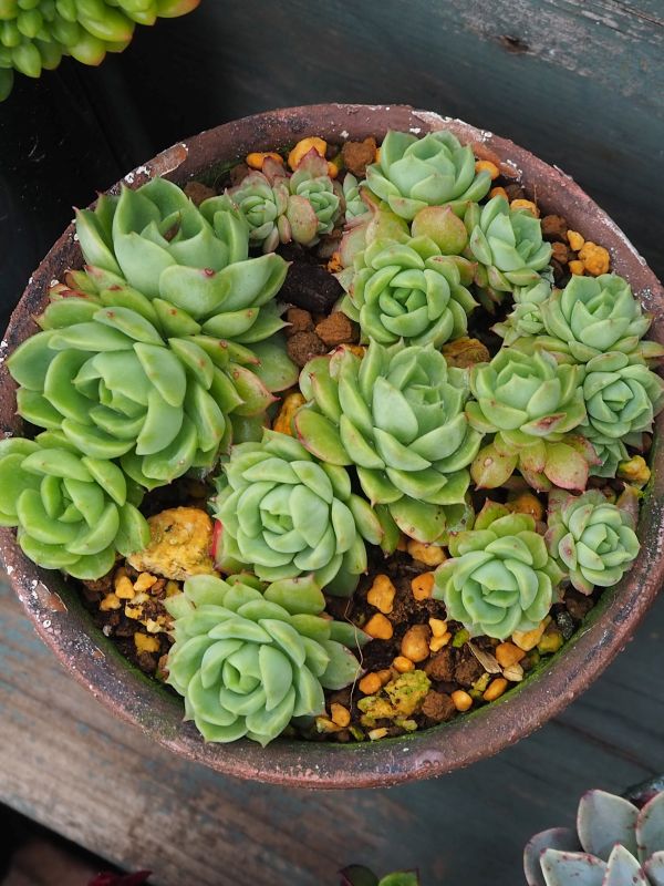 ライムアンドチリ(抜き苗)   多肉植物 363 ライムアンドチリの生長記録 2022.05.19更新｜🍀GreenSnap