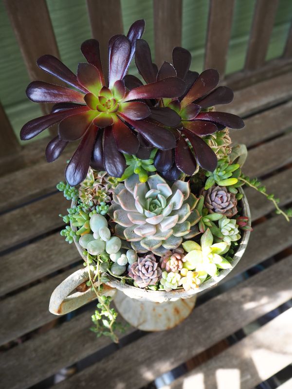 黒法師の寄せ植え : ロココのやさしい時間