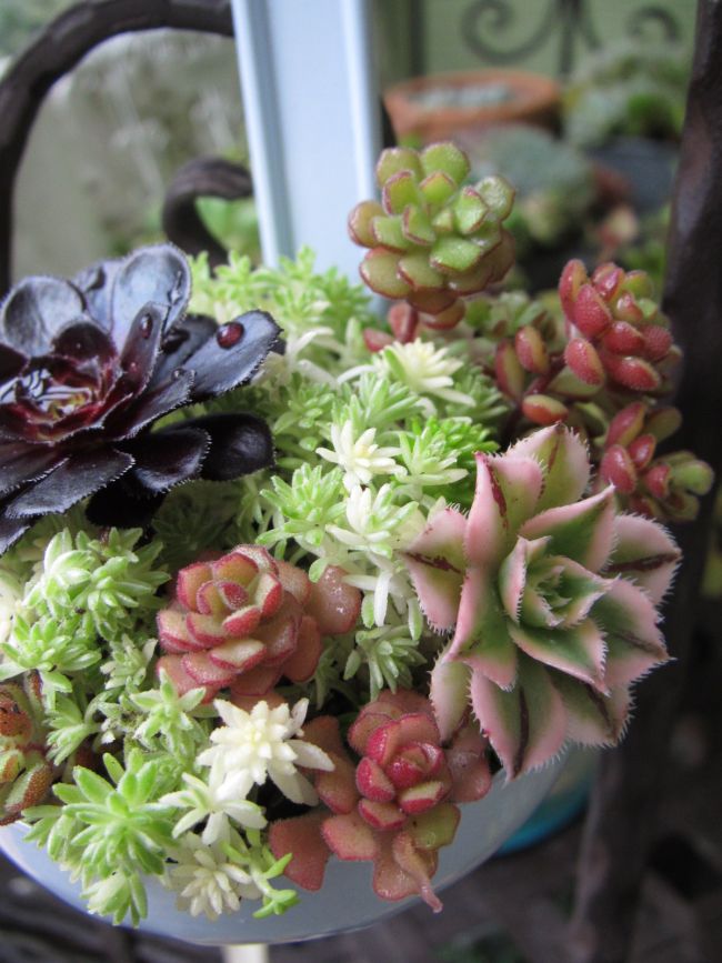 セリアのレードルnew寄せ植え ロココのやさしい時間 セリアのレードルnew寄せ植え ロココのやさしい時間