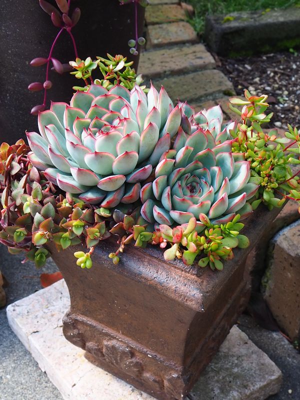 花うららの寄せ植え 美しい10月 ロココのやさしい時間