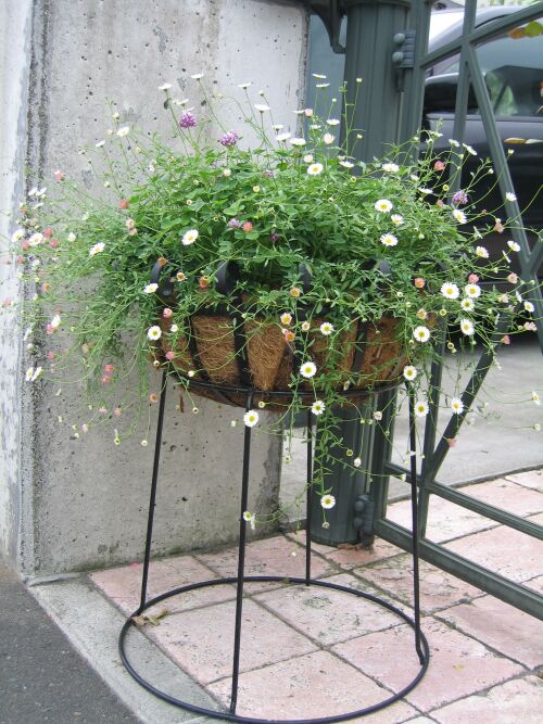 ガーデンゲートでエリゲロンがお出迎え ロココのやさしい時間