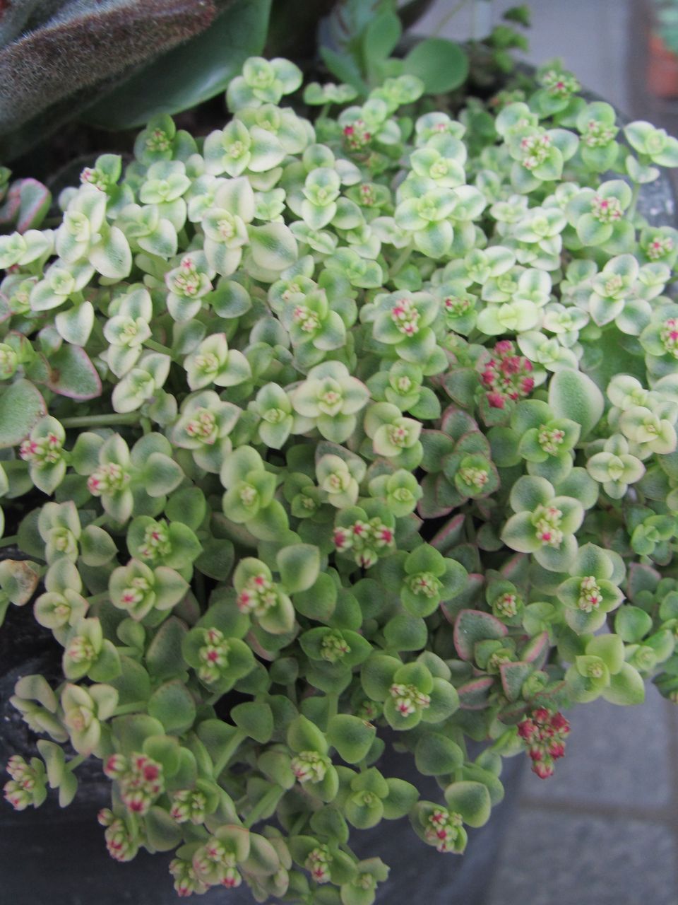 セダム リトルミッシー の蕾 花 ロココのやさしい時間 セダム リトルミッシー の蕾 花 ロココのやさしい時間