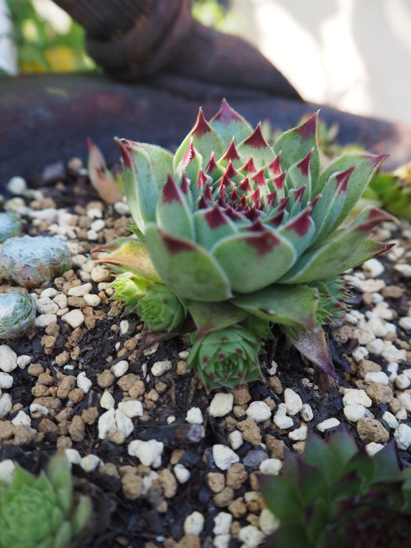 センペルビウム ミントマーブル