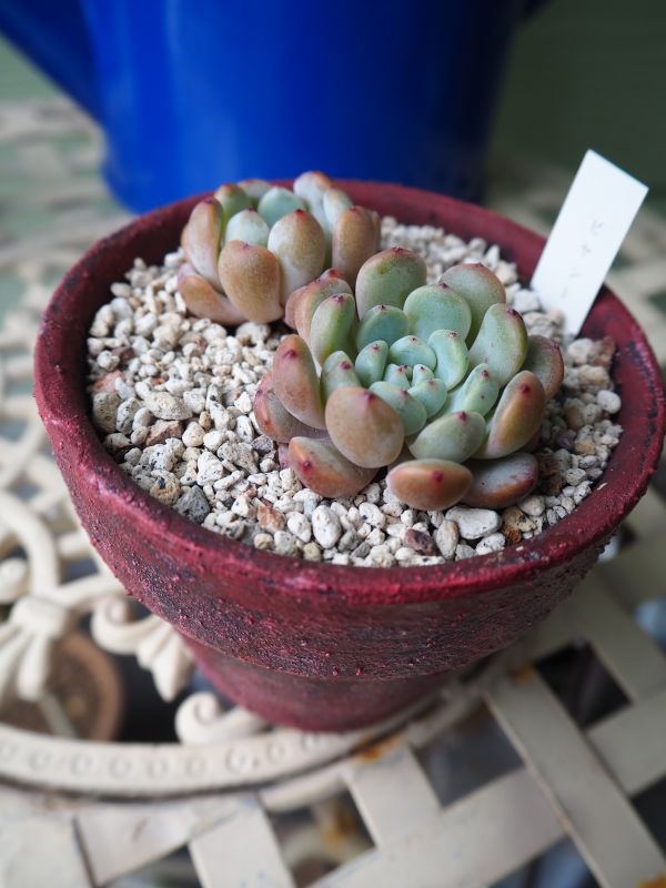 数量限定セット リメイク鉢 多肉植物 ロココ調 チョークミルキーピンク Sale ハンドメイド Rspg Spectrum Eu