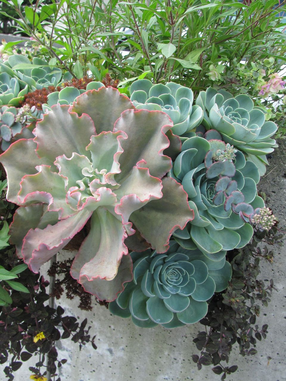 七福神 高砂の翁 ゴージャスなお姿に ロココのやさしい時間