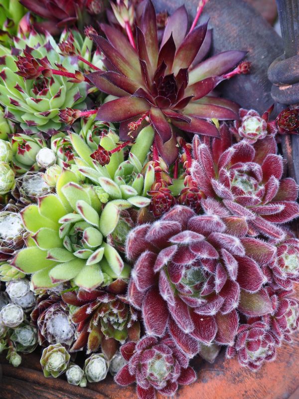 多肉植物 ロココのやさしい時間