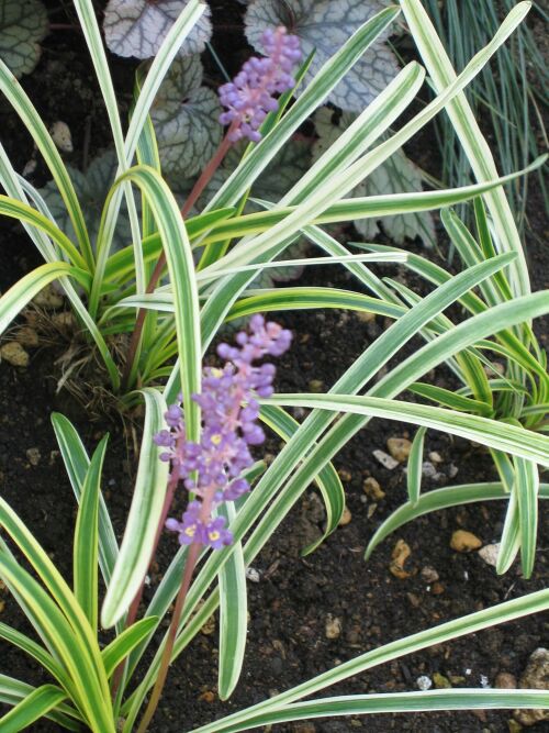 ヤブラン リリオペ ロココのやさしい時間