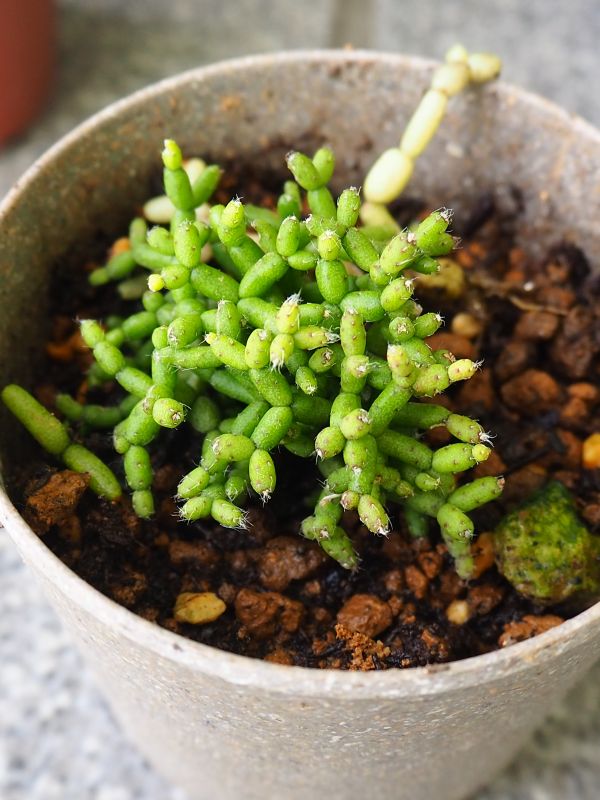 リプサリス青柳 ロココのやさしい時間