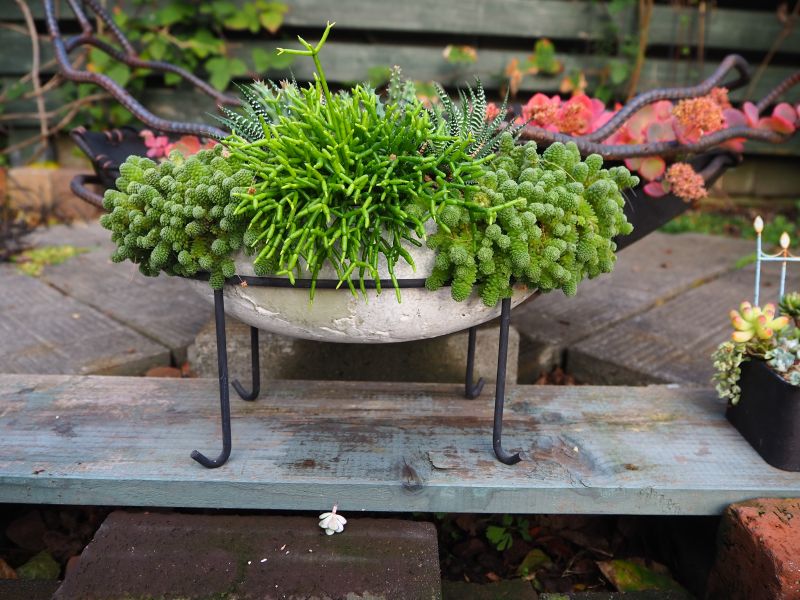 リプサリス 青柳の寄せ植え・・・3鉢 : ロココのやさしい時間