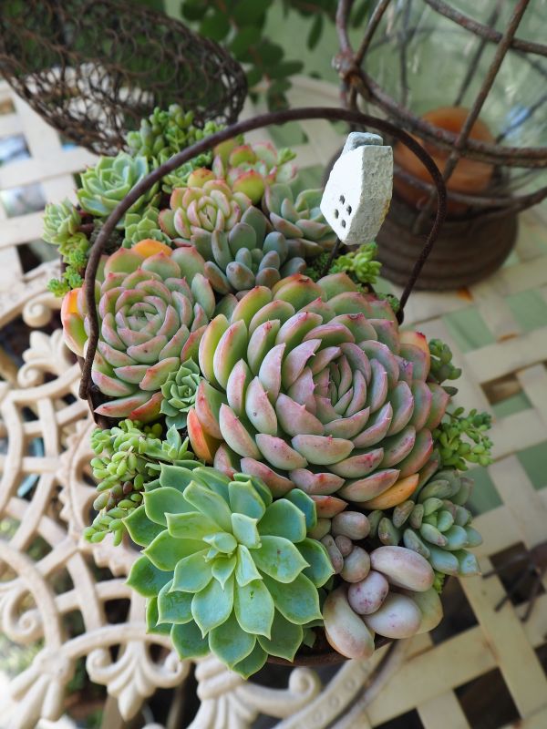花月夜の寄せ植え 仕立て直し ロココのやさしい時間