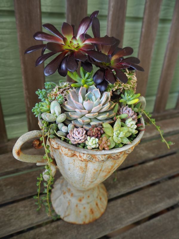 黒法師の寄せ植え : ロココのやさしい時間