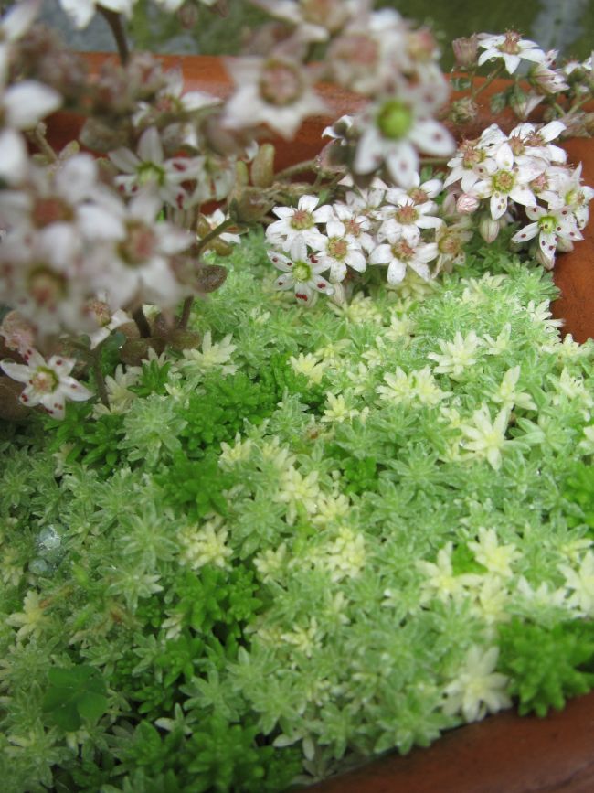 限定モデルや 多肉植物 セダム モリムラマンネングサ&ミルクゥージ ④