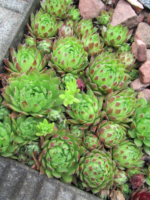 赤く輝くセンペル ロココのやさしい時間