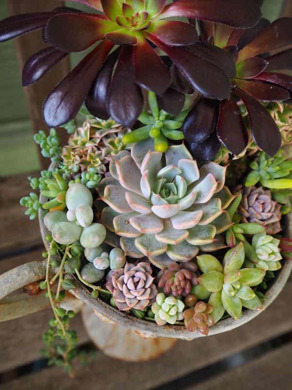 黒法師の寄せ植え : ロココのやさしい時間